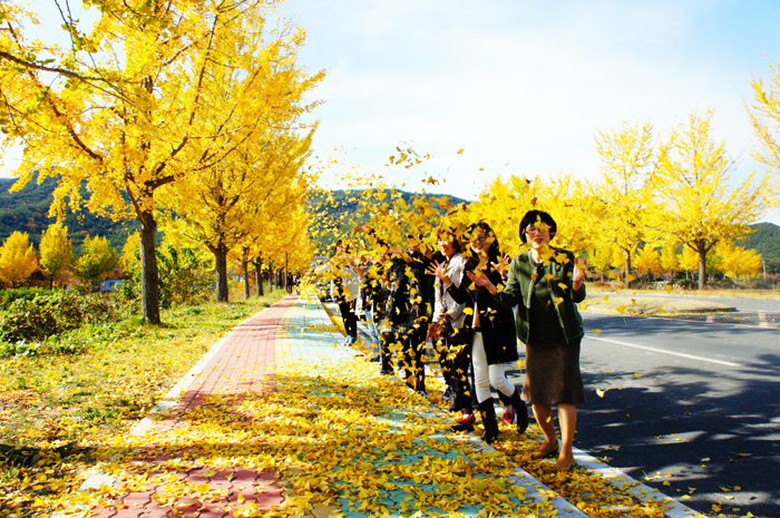▲ 통일전 가는 길에서 관광객들이 떨어진 은행잎을 흩날리고 있다.