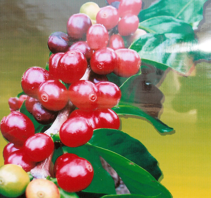 ▲ 커피박물관 온실 안에서 자라고 있는 커피나무에 열매가 빨갛게 열렸다.