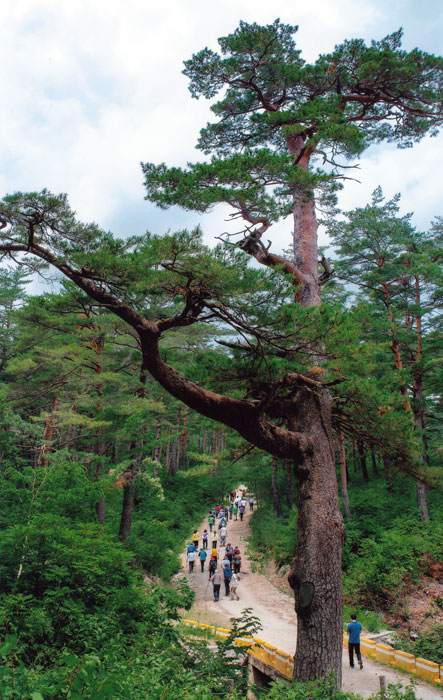 ▲ 거대한 금강송나무길을 가는 관광객 모습.