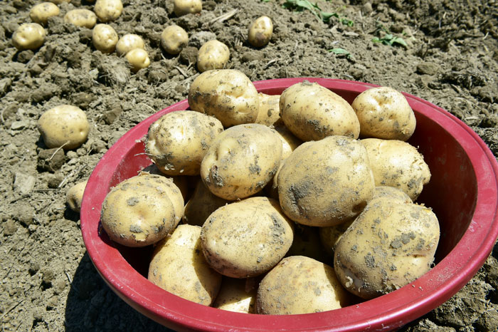 ▲ 고령군 개진면에서 수확한 감자