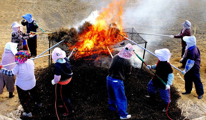 ▲ 향부자의 잔뿌리를 태우고 있는 고령군 농민들.