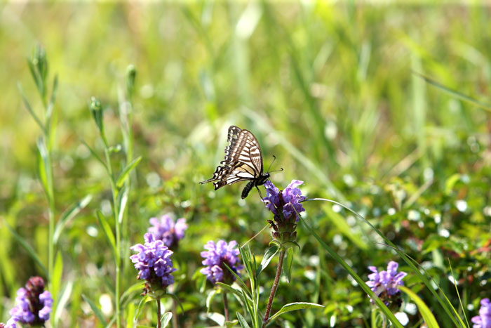 ▲ 진덕여왕릉 위에 핀 보라색 풀꽃 주위를 날아다니는 나비. 여왕의 부활인듯 아름다웠다.