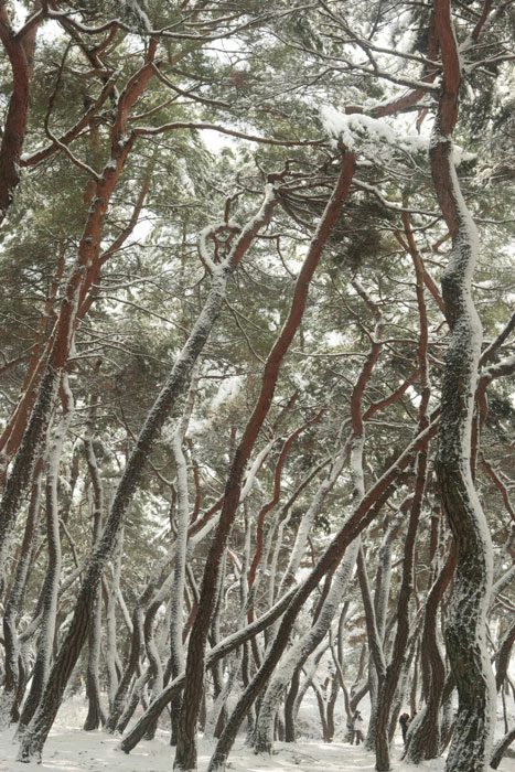 ▲ 사계절 내내 아름다운 삼릉의 솔숲이지만, 겨울 설경은 특히 아름답다.