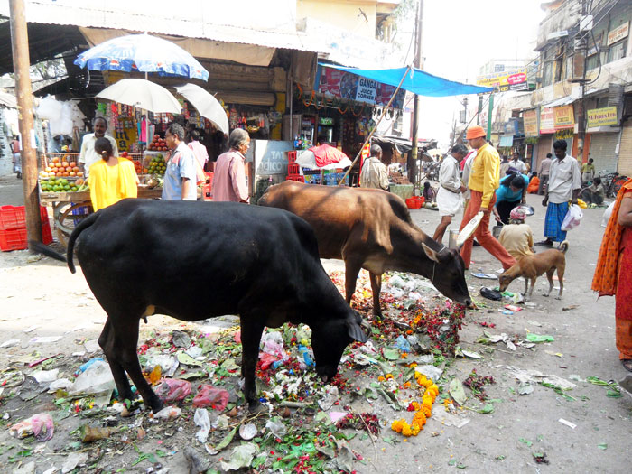 ▲ 소와 개, 사람들이 자연스레 어울려 살아가는 인도의 마을 풍경.