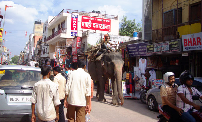 ▲ 도로의 주인인양 위풍당당 걸어가는 코끼리. 인도에서만 볼 수 있는 풍경이다.