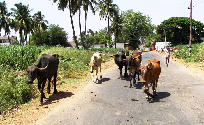 ▲ 몇 마리의 소가 한적한 인도 시골길에서 여유롭게 어슬렁거리고 있다.