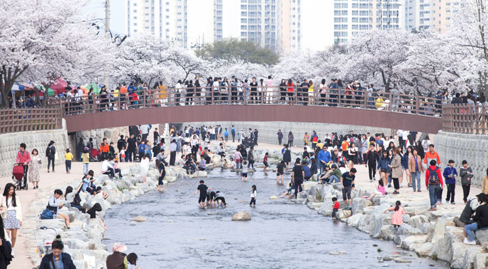 ▲ 벚꽃이 만개한 금오천에서 물놀이를 즐기는 상춘객들.