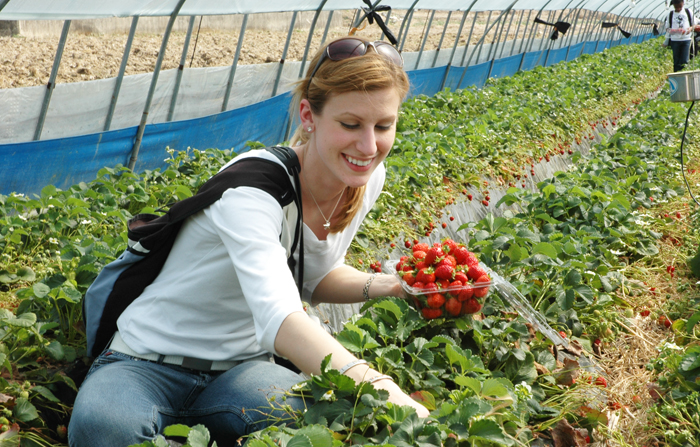 ▲ 고령군 `딸기 수확체험`에는 많은 수의 외국인들도 참여하고 있다. 딸기를 따며 환하게 웃는 외국인 관광객.