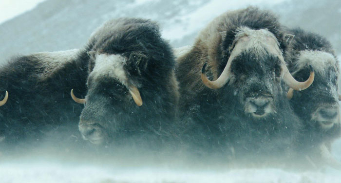 ▲ EBS가 선보이는 추석특집 다큐멘터리`시베리아 야생을 가다`