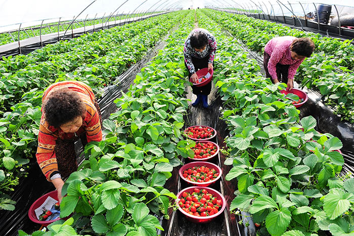 ▲ 딸기를 수확하는 고령군 농민들.
