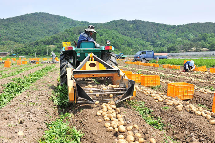 ▲ 대도시에서 높은 인기를 누리는 ‘개진 감자’가 수확되고 있다.