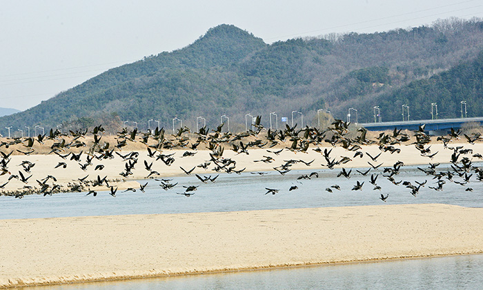▲ 낙동강변 모래위를 비행하는 철새들.