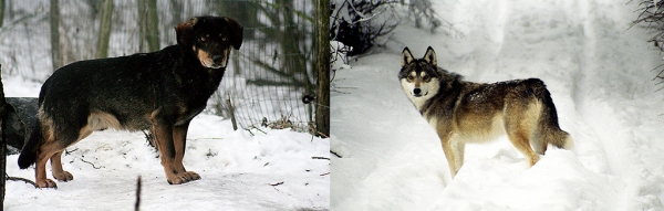 수컷 늑대와 암컷 스파니엘의 늑대개 교잡종(왼쪽), 암컷 늑대와 수컷 웨스트시베리안라이카의 늑대개 교잡종.