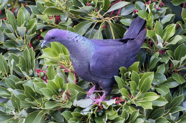울릉읍 사동리 후박나무 자생지에서 서식하는 천연기념물 흑비둘기