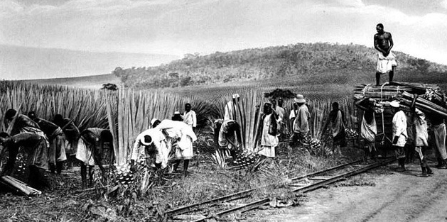 당시 에네켄 농장에서 일하던 노예들의 모습.