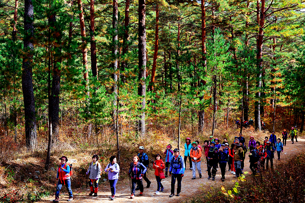 금강소나무숲길을 산책하는 관광객들.