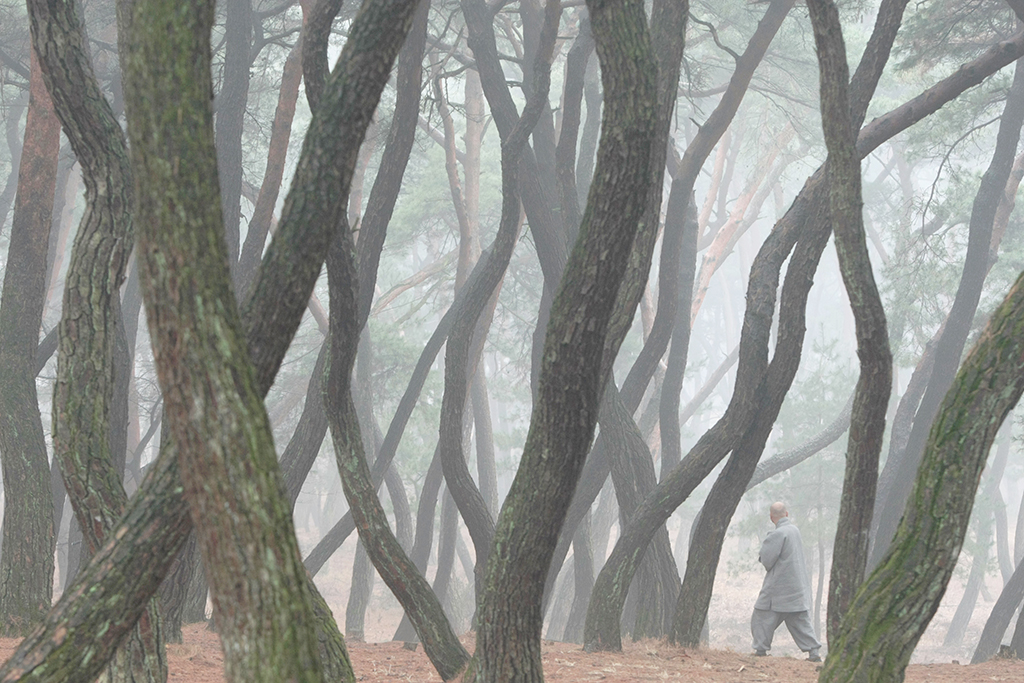 안개 자욱한 삼릉 솔숲을 걸어가는 스님.  /이용선기자 photokid@kbmaeil.com