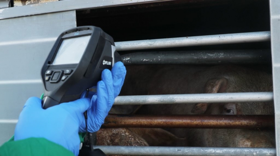 아프리카돼지열병 발병에 따른 이동금지명령이 해제된 19일 오전 전북 김제시 백산면에 위치한 도드람 FMC 도축장에서 수의사가 열화상 카메라로 반입되는 돼지의 발열 여부를 측정하고 있다.