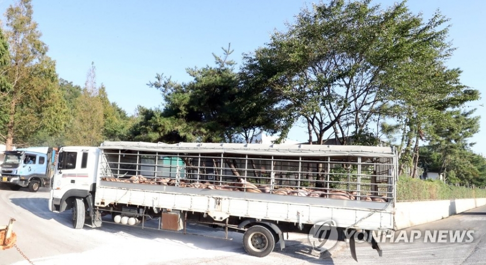 경기도 일대에 발병한 아프리카돼지열병으로 전국에 내려진 돼지 일시 이동중지명령이 해제된 19일 오전, 돼지 운반차량이 충남 홍성의 한 도축장으로 들어가고 있다.