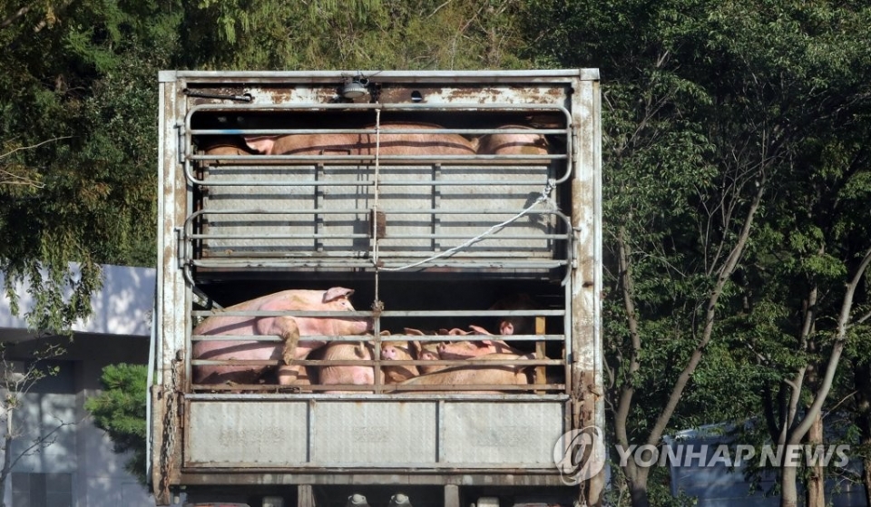 충남 홍성 도축장 향하는 돼지 운반차량.