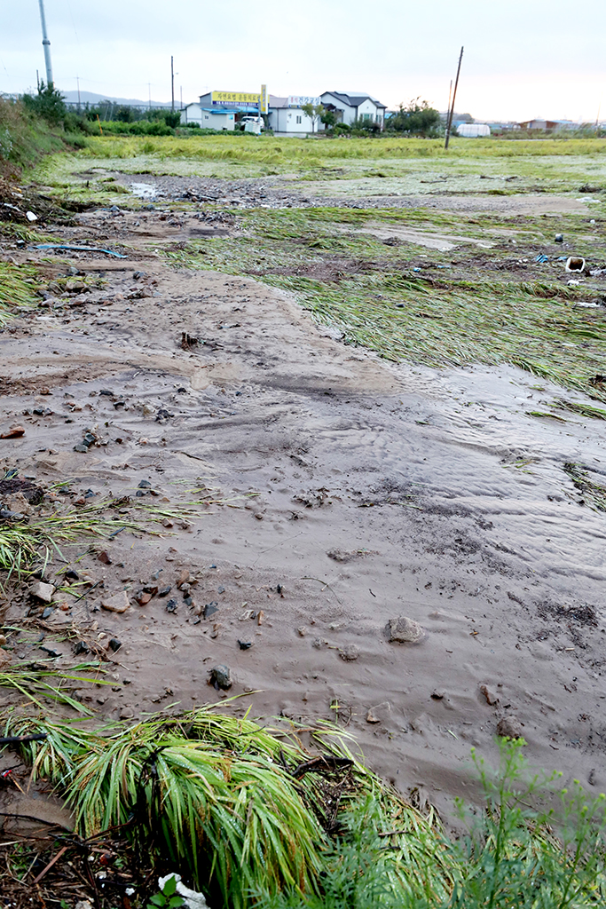 수확을 앞둔 포항시 북구 흥해읍 용연저수지 인근 논에 토사가 뒤덮여 있다.