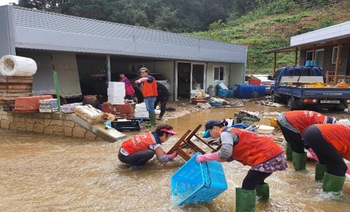 태풍피해를 입은 경북 울진군 기성면에서 대구시 자원봉사센터 자원봉사자들이 복구지원 활동을 펼치고 있다.