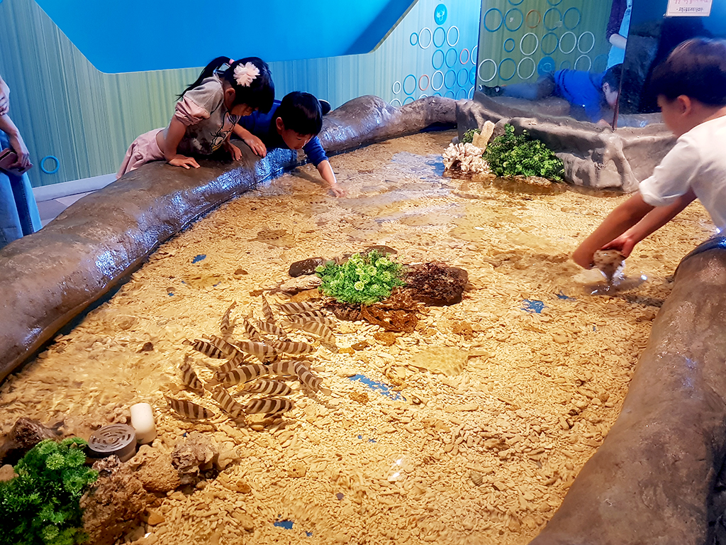 지난 27일 구룡포 과메기 문화관에 방문한 어린이 관람객들이 터치풀에 있는 물고기를 만지고 있다. /이시라기자