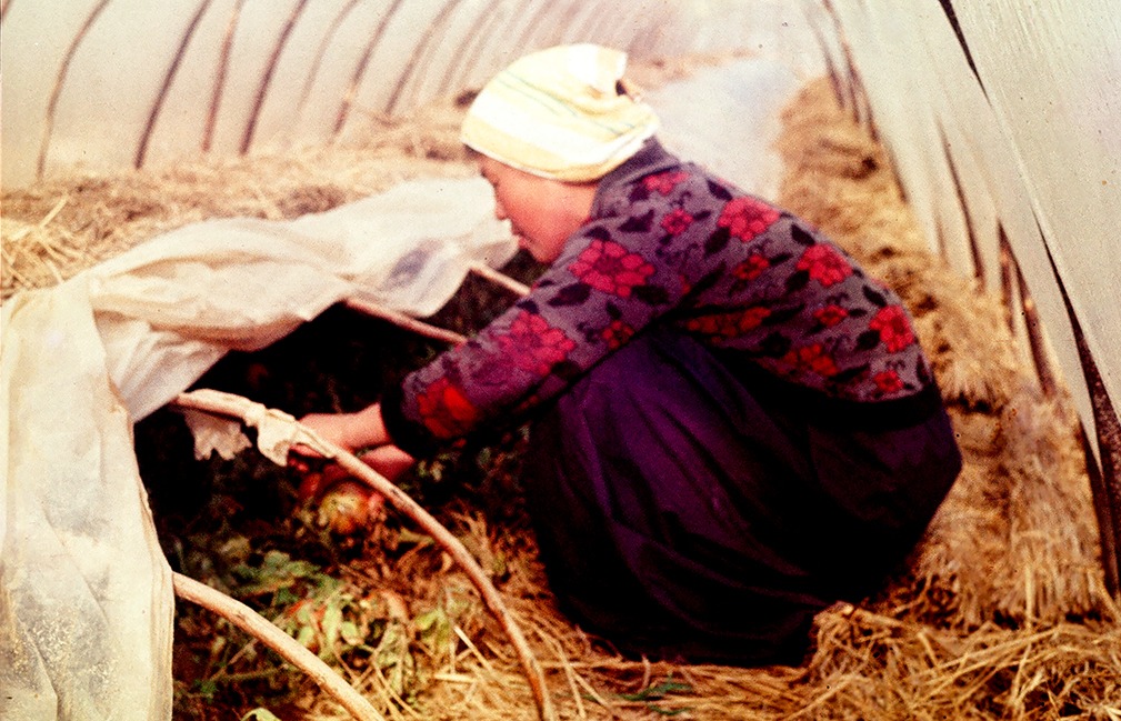 과거 비닐하우스에서 참외를 기르던 성주군 농민의 모습.