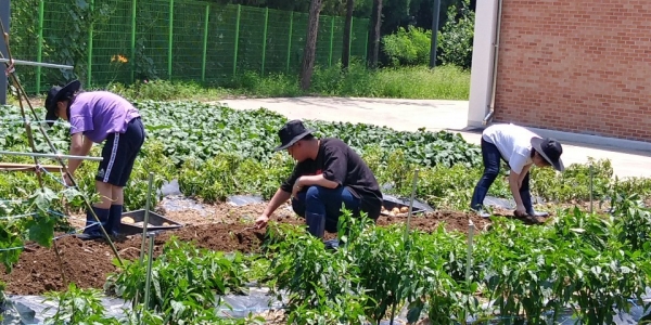 Say 김치! 프로그램에 참여한 청소년들이 김장을 하기 위해 밭에서 배추와 무를 수확하고 있다.