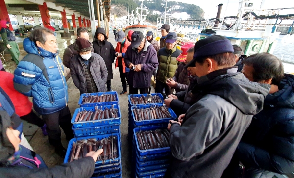 중매인들이 오징어를 경매하고 있다.