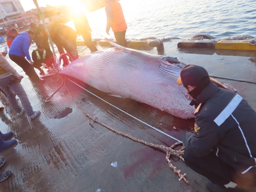 5일 울진해양경찰서에 따르면 이날 오전 5시 52분께 울진군 죽변항 남동쪽 15㎞ 바다에서 조업하던 통발어선 H호(9.77t)가 그물을 끌어 올리던 중 꼬리 부분이 그물에 감겨 죽은 밍크고래를 발견했다. 사진은 발견된 고래의 길이를 측정하는 모습. /울진해양경찰서 제공