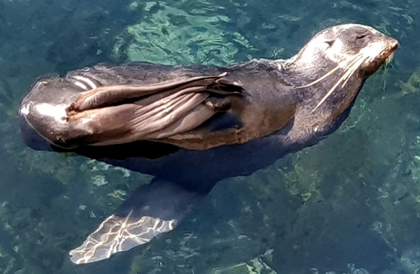 지난 11일 울릉도 저동항 북방파제 주변 물위에서 쉬고 있는 물개
