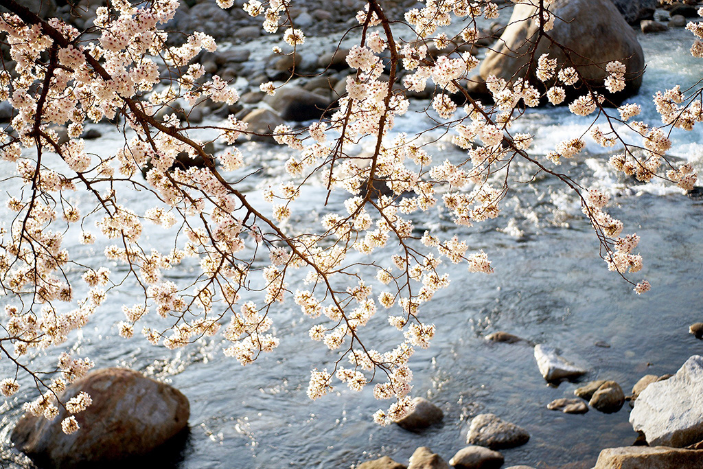환한 등불처럼 피어난 벚꽃 아래 맑은 강이 흐르는 4월이 왔다.