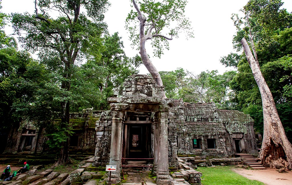 열대의 나무와 석조 건축물이 뒤엉켜 묘한 아름다움을 만들어내는 타프롬 사원.