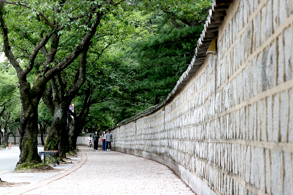 크고 작은 벚나무 가로수와 대릉원의 고목이 길 전체를 감싸듯이 우거진 대릉원 돌담길의 모습.