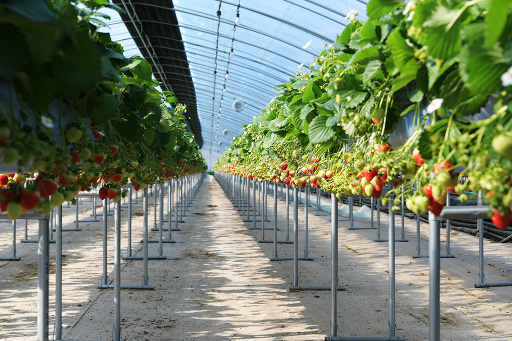 고령 개실마을 딸기농장에서는 친환경 농법을 적용, 고품질 딸기를 생산한다.