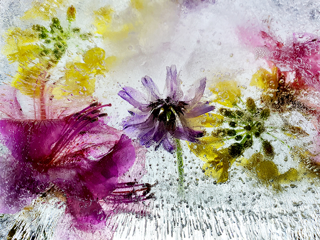유소피아 사진작가가 각 계절마다 피는 꽃을 얼려서 영원할 것 같은 아름다움을 표현한 작품.