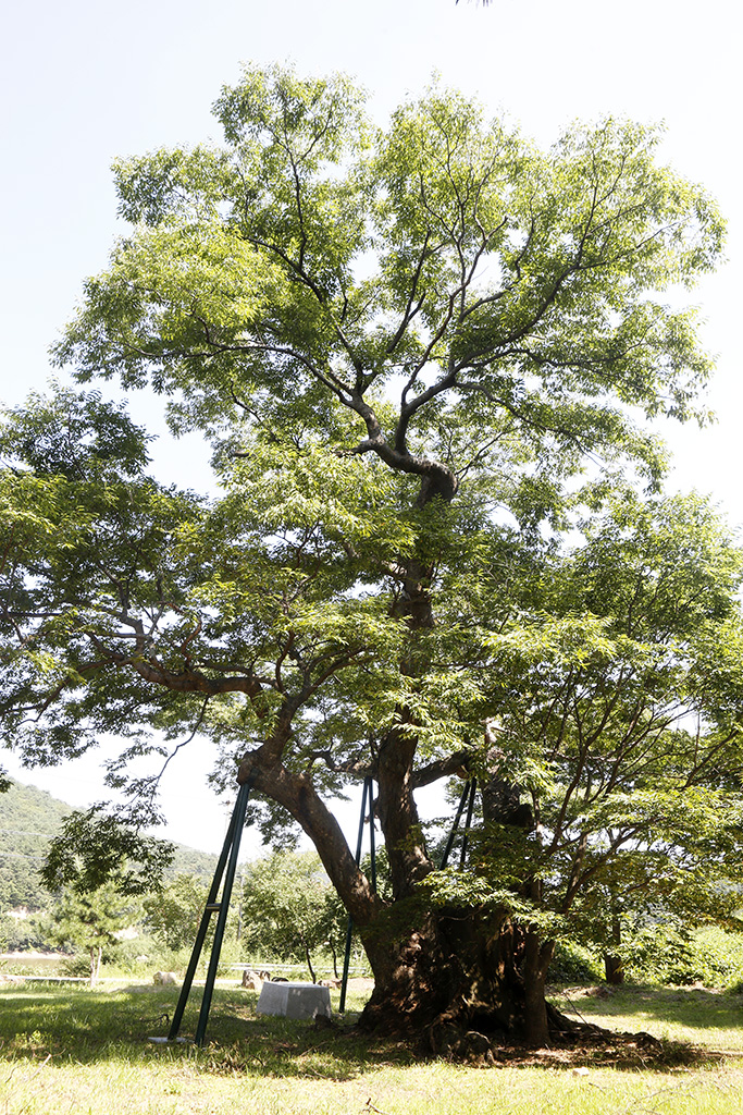 마북 느티나무