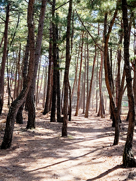 1956년에 심은 월송정 주위의 솔 숲.
