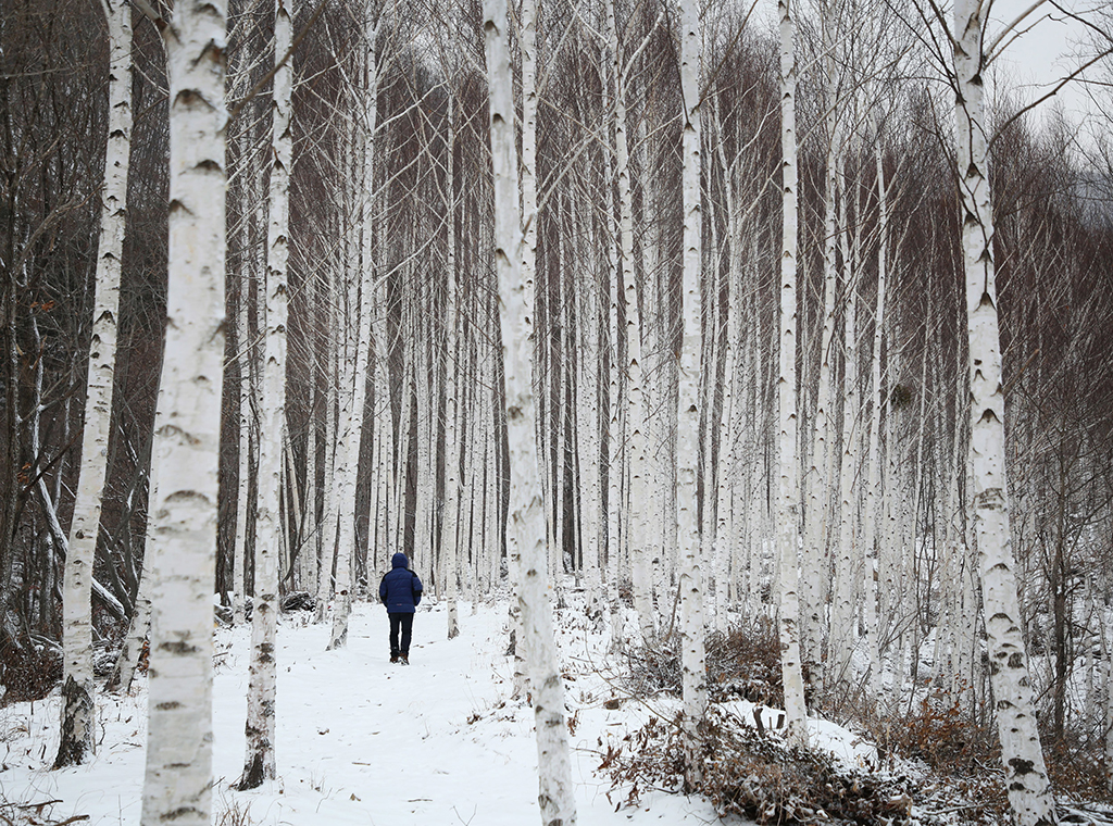 죽파리 자작나무숲을 조용히 산책하는 여행자.