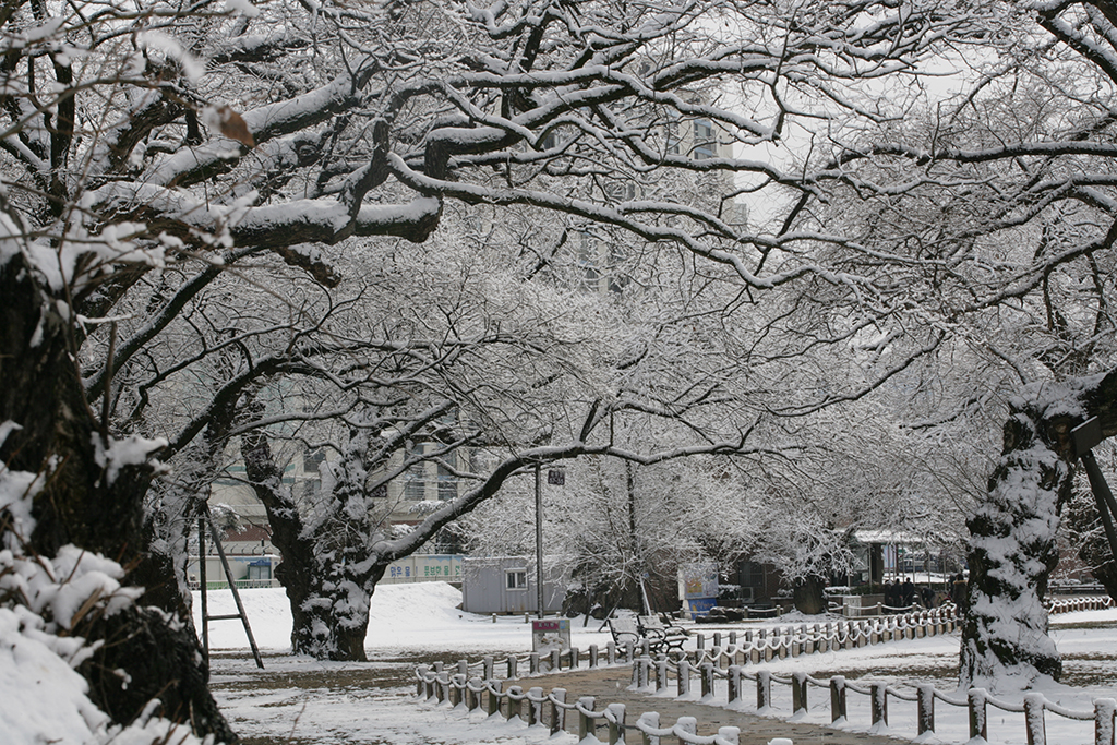 성주군의 언택트 관광지 성밖숲에 하얀 눈이 쌓였다.