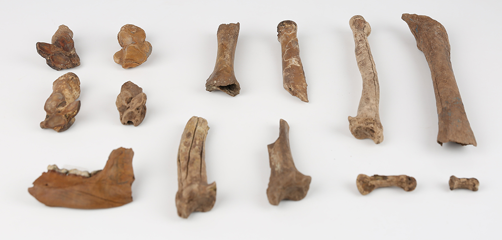 월성 해자지구에서 출토된 곰 뼈.