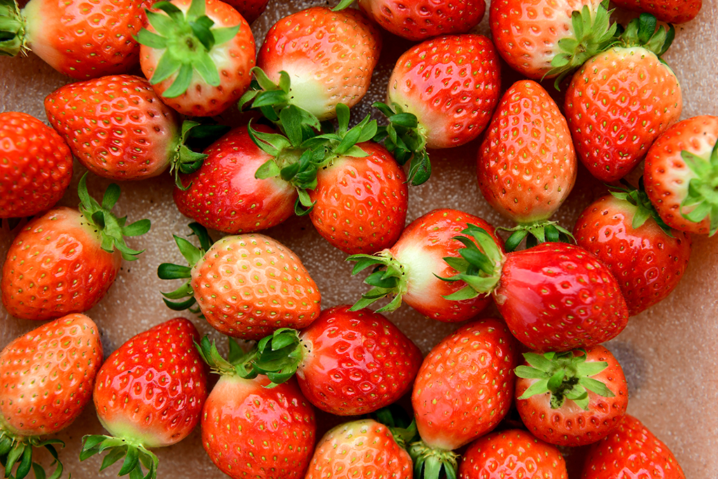 고령에서 생산된 딸기는 전국적으로 품질을 인정받고 있다.