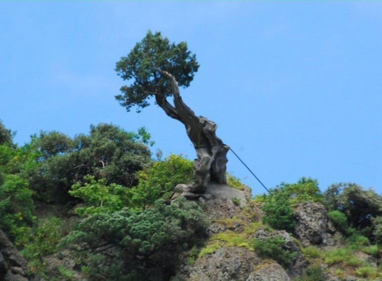 울릉도 도동리 향나무 : 우리나라에서 가장 오래된 것으로 추정되는 나무.