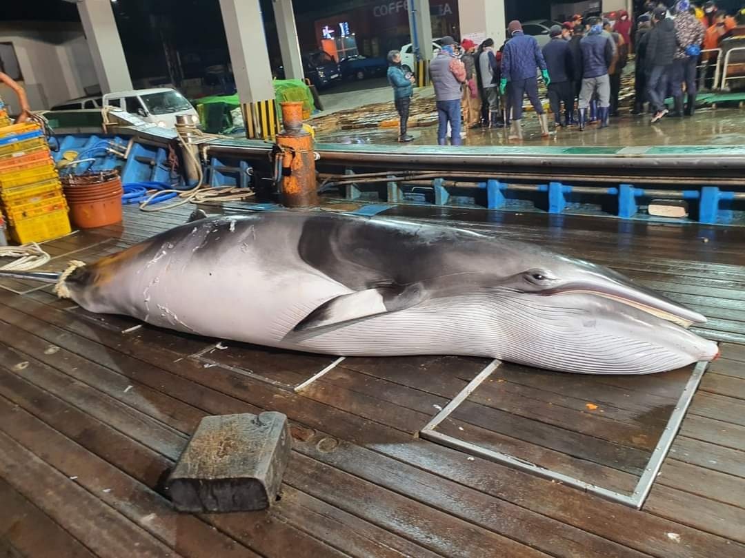 사진= 울진해경이 그물에 걸려 죽은 밍크고래의 불법 포획 여부를 확인하고 있다.  독자 제공