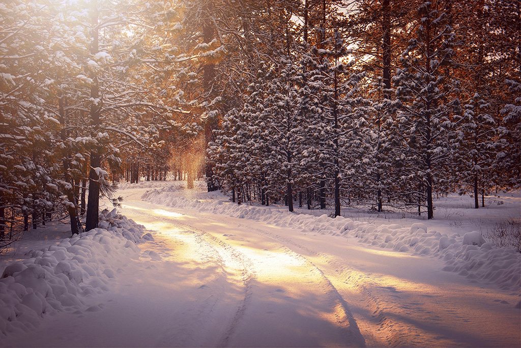작가 박일문이 좋아했을 겨울 풍경. 사진 속 눈길을 걸어 그가 꿈꾸던 세상에 이르렀기를 바란다. /언스플래쉬