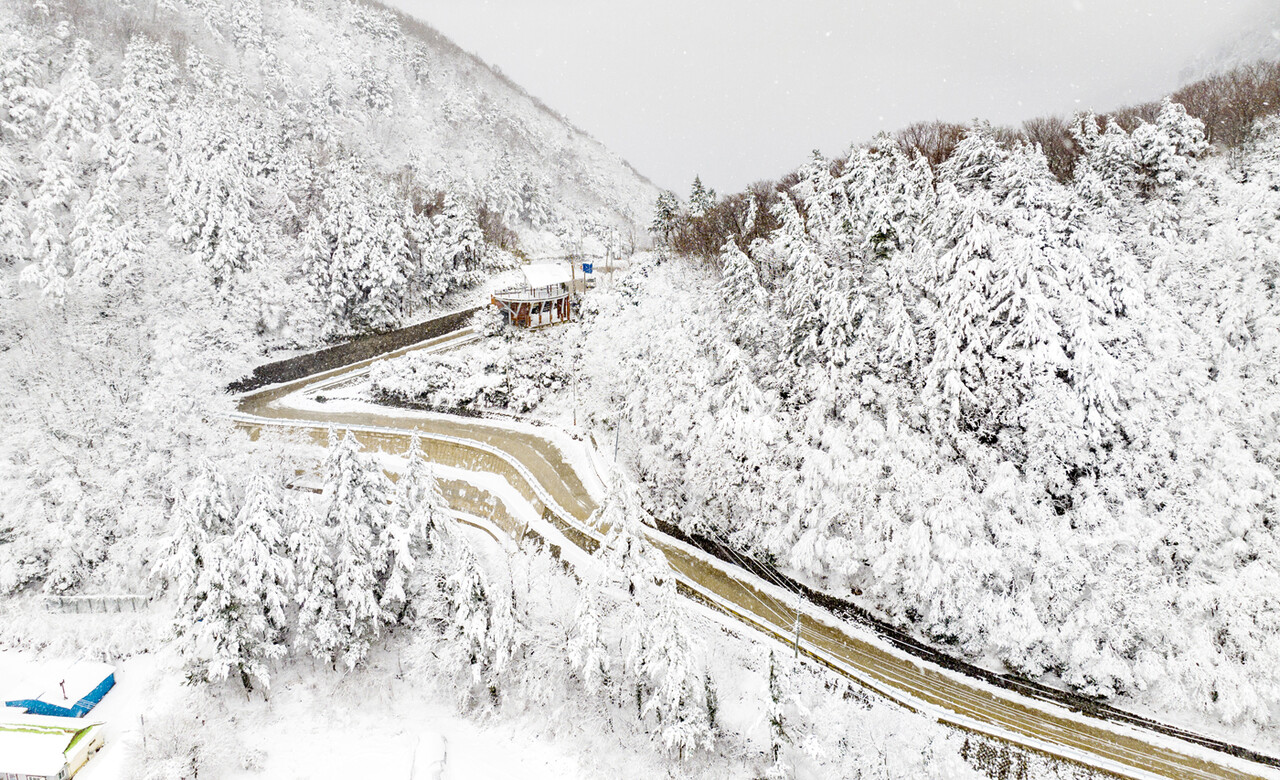 나리분지 진입도로가 새하얀 눈이 쌓여 있다. /울릉군제공