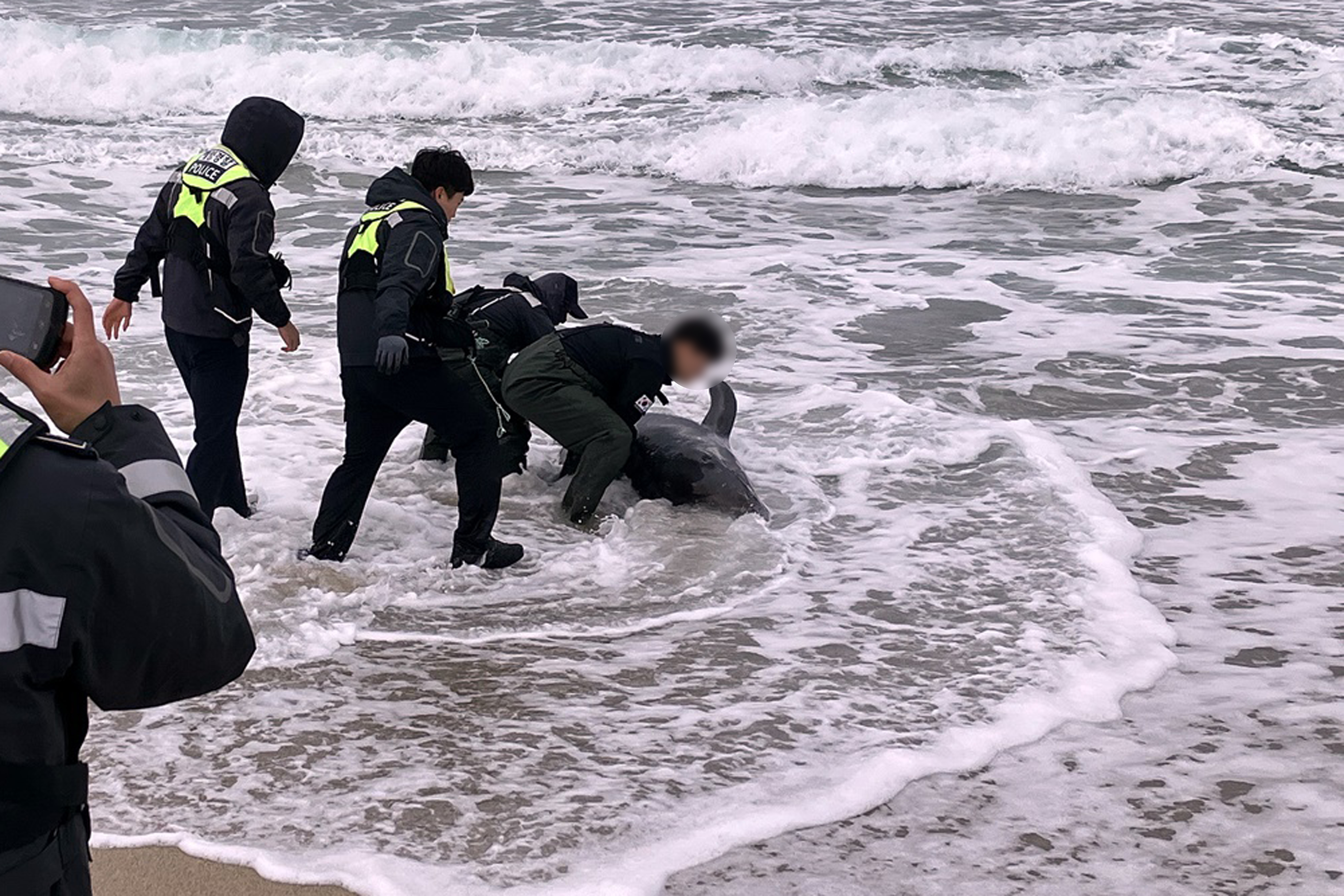 울진해경 경찰관들이 울진군 읍남2리 바닷가에 떠밀려 나온 돌고래를 구조하고 있다. /울진해경제공