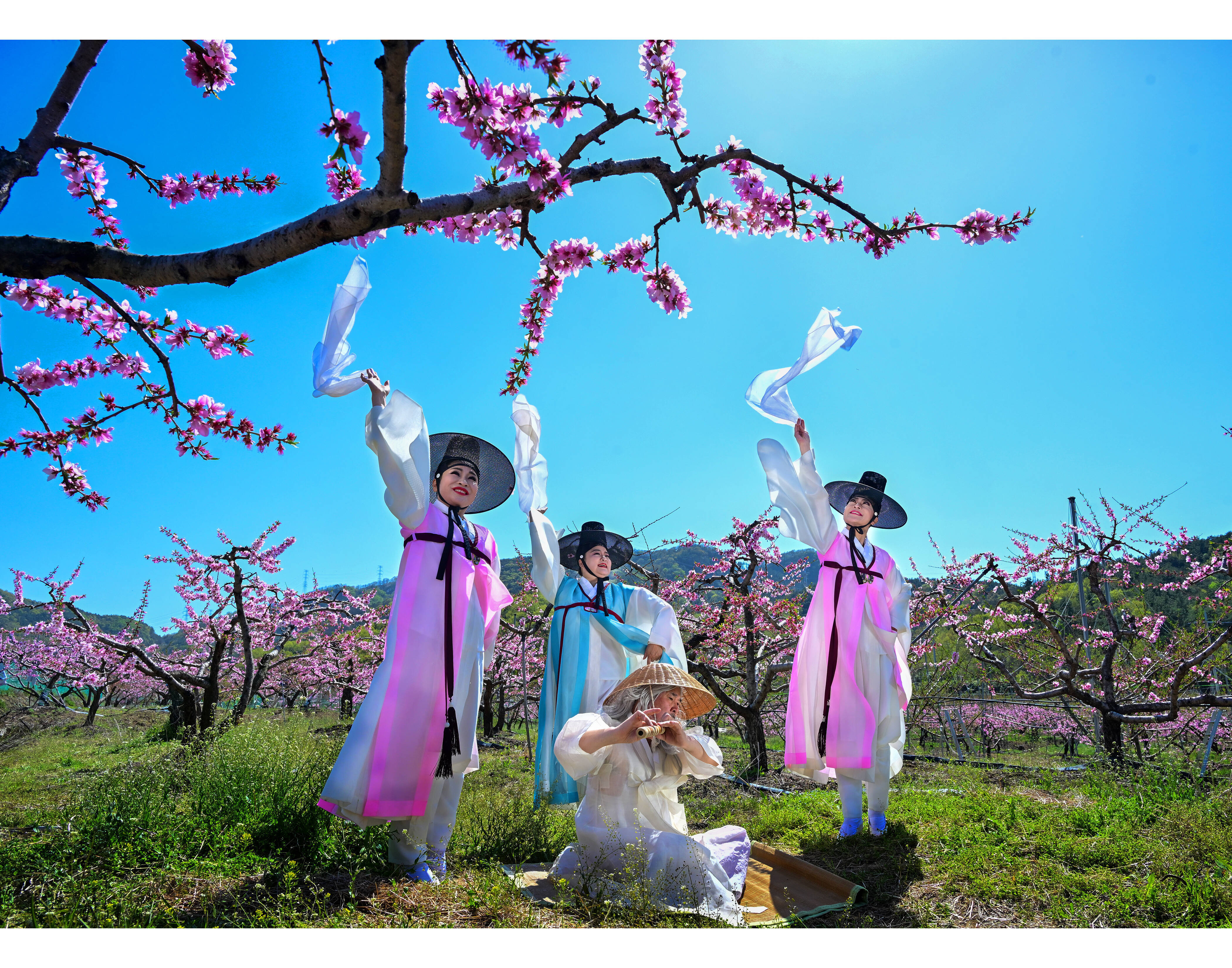 4월 연분홍색 복사꽃 개화 보러 영천으로 오세요. 2023년 은상을 수상한 송채운씨의 복사꽃과 춤을 작품. /영천시제공