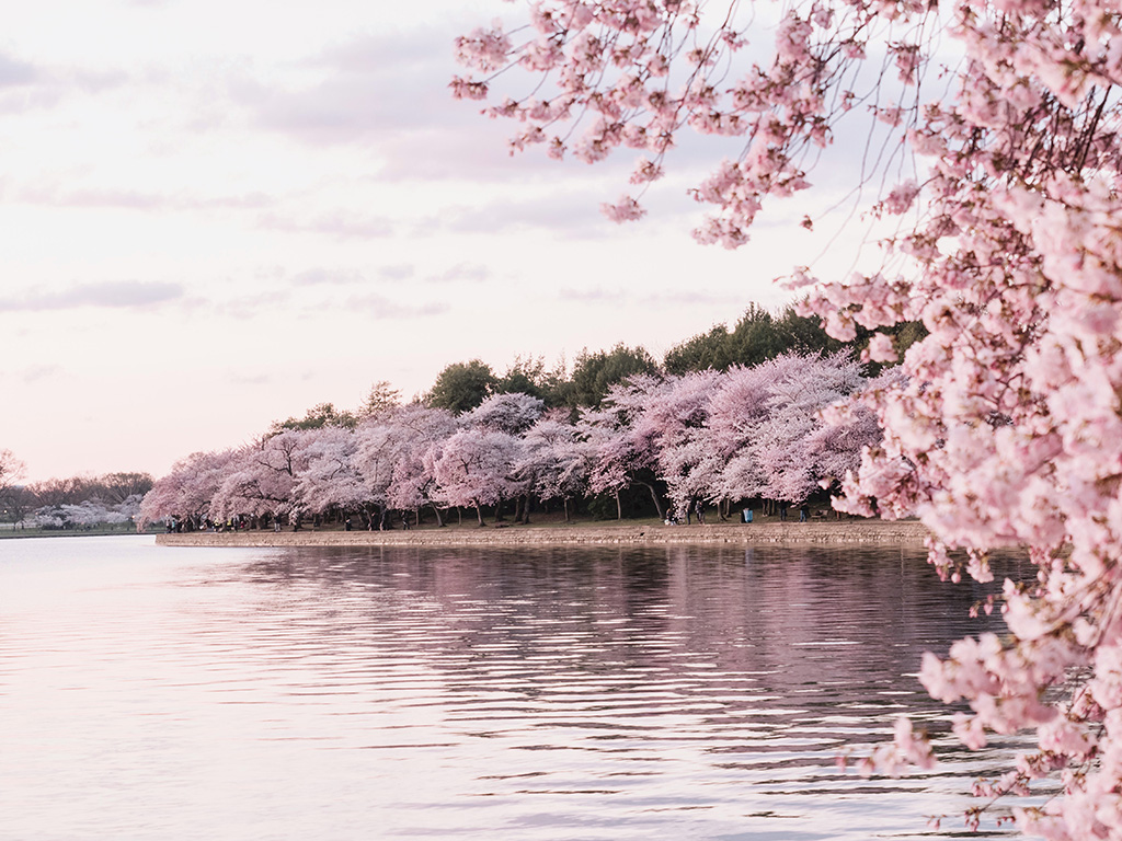 연분홍 벚꽃이 피어난 길에서의 산책은 사람들에게 많은 것을 생각하게 한다.  /언스플래쉬
